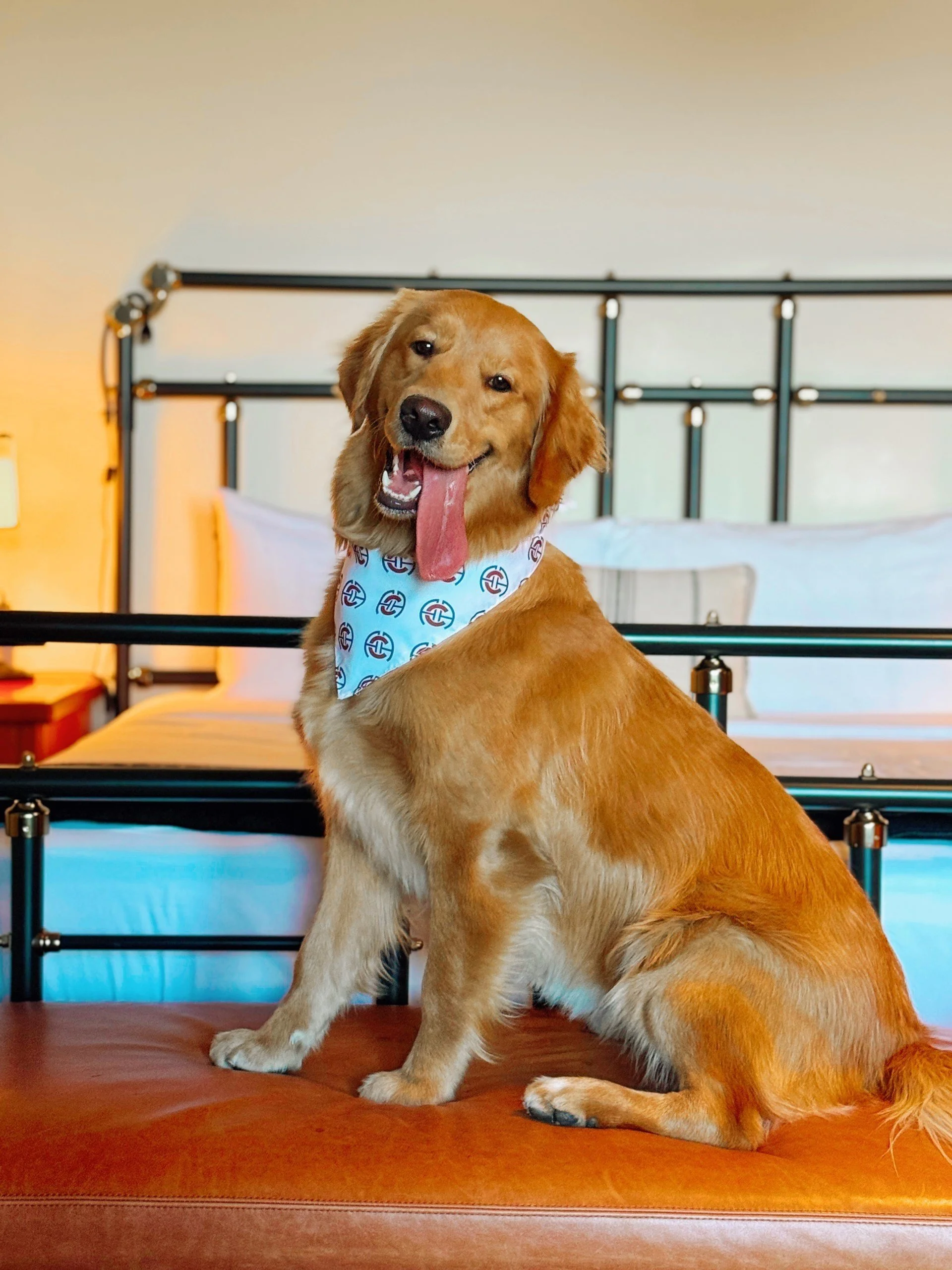 Dog sales bandana shop